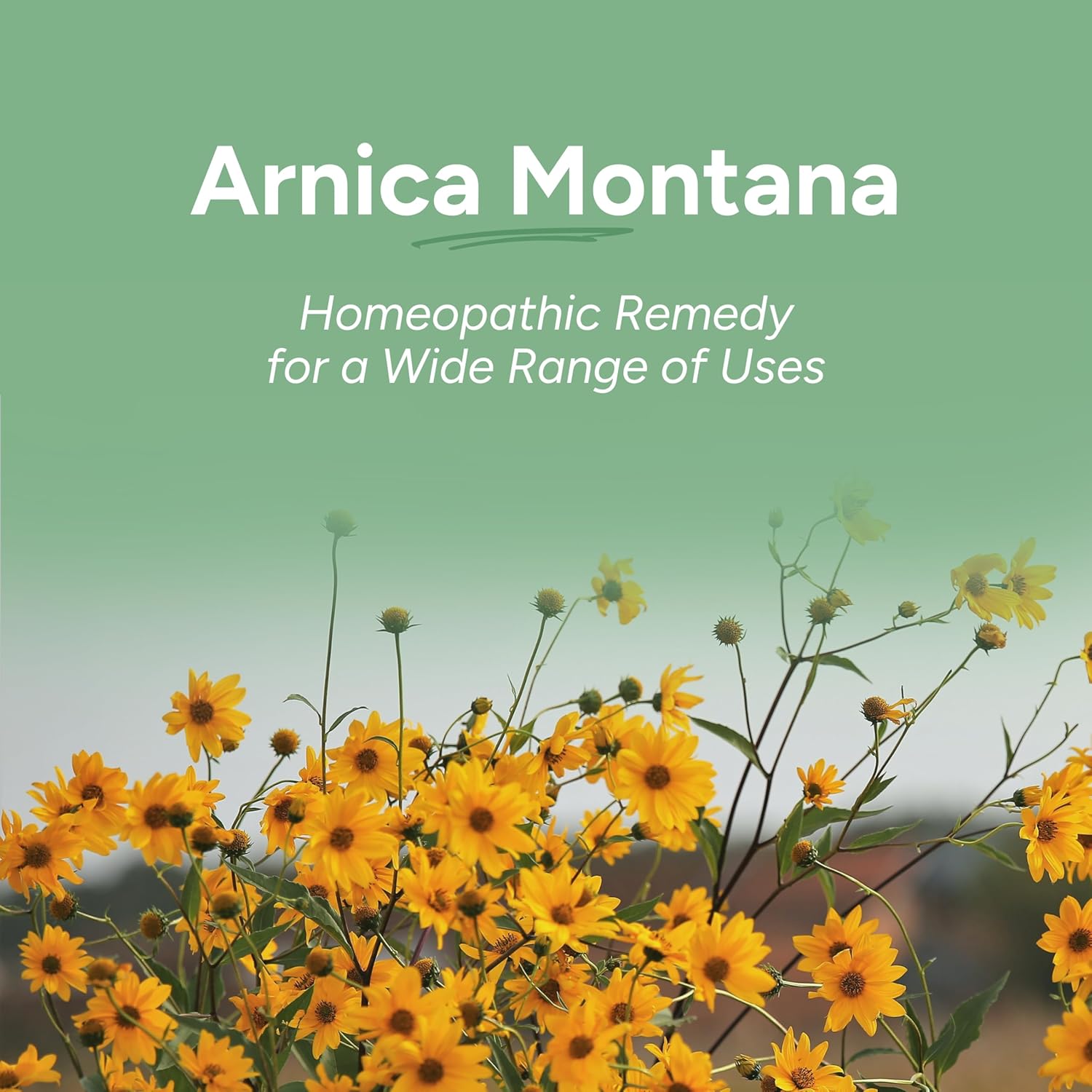 OLLOIS Vegan Arnica Montana 200CK Organic Lactose-Free Homeopathic Medicine, 80 Pellets Size:80 Count (Pack of 1)