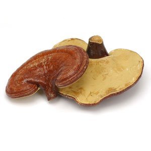 Organic Red Reishi Mushrooms – Whole, 4 oz, Certified Organic